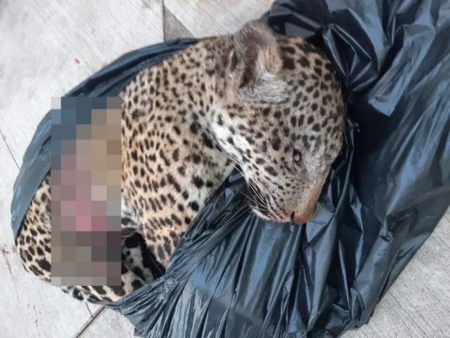 La Jornada Maya Nacional Astrid S Nchez Jaguar Muere Atropellado