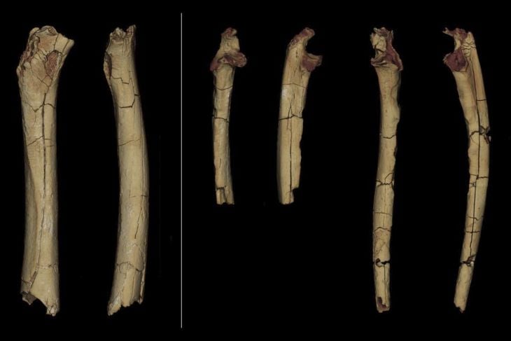 La Jornada Maya Internacional Ap Confirman Que Ancestro Humano