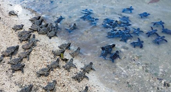 La Jornada Maya Campeche La Jornada Maya Playa Chenkan Y Nuevo