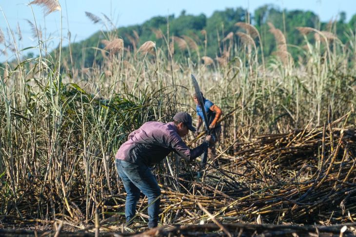 La Jornada Maya Quintana Roo La Jornada Maya Inicia La Zafra 2022