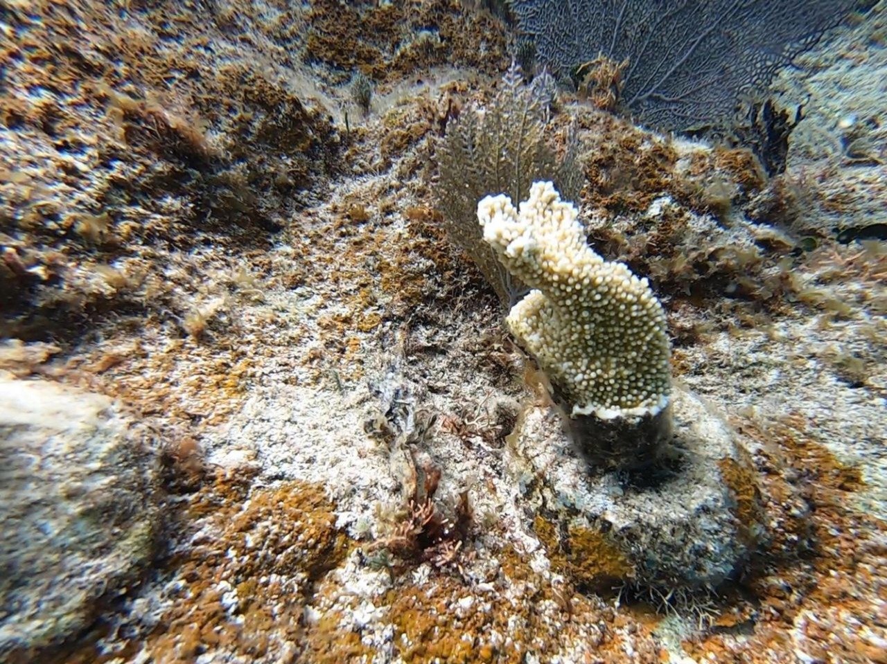 La Jornada Maya Quintana Roo La Jornada Maya Inicia Segunda Etapa