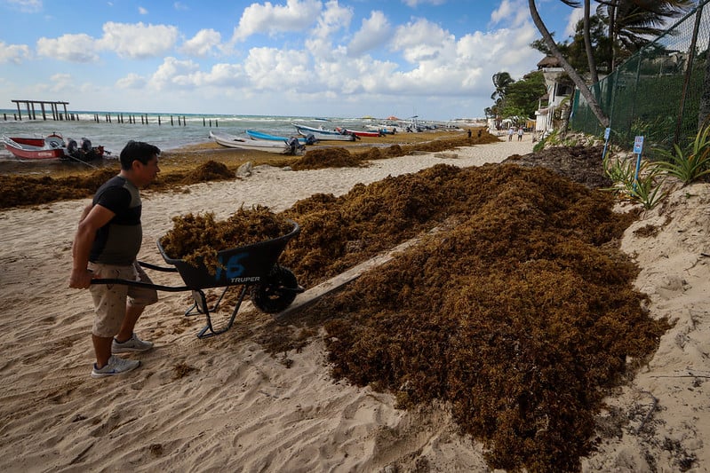 La Jornada Maya Quintana Roo Ana Ram Rez Construcci N De Cadenas