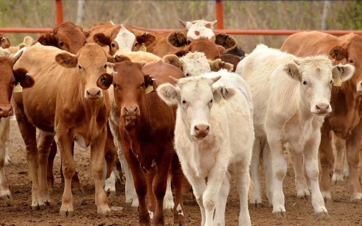 México busca contrarrestar impacto del gusano barrenador con más exportaciones de carne a Estados Unidos