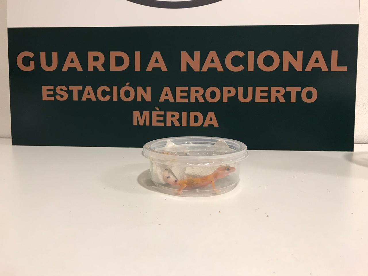 Rescatan en Mérida a gecko albino transportado ilegalmente