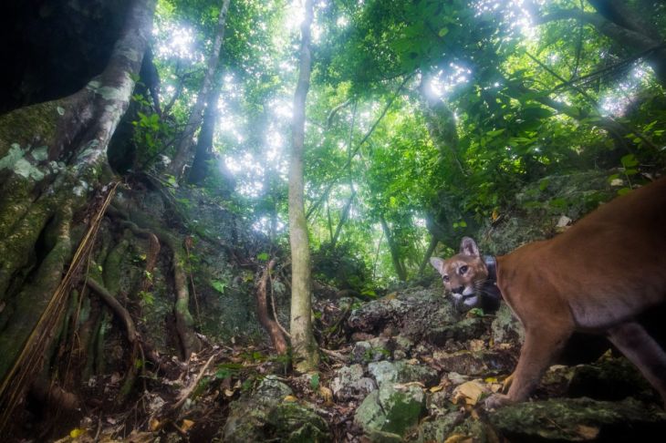 U yuumilo’ob mola’aye’ ku ya’aliko’ob ma’alob ka k’uchuk Tren Maya chéen tak tu noj kaajil Cancún  