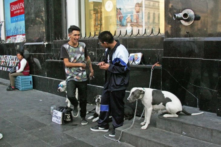 La Jornada Maya Nacional La Jornada Alistan En Cuauhtémoc Cdmx Hotel Para Perros Y Gatos 3167