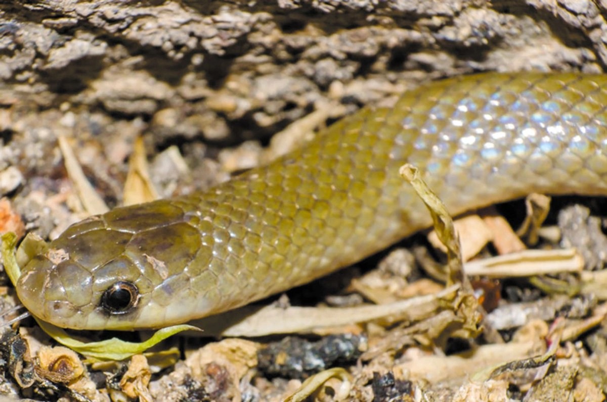 Descubren en México nueva especie de serpiente subterránea: 'Yakacoatl tlalli'