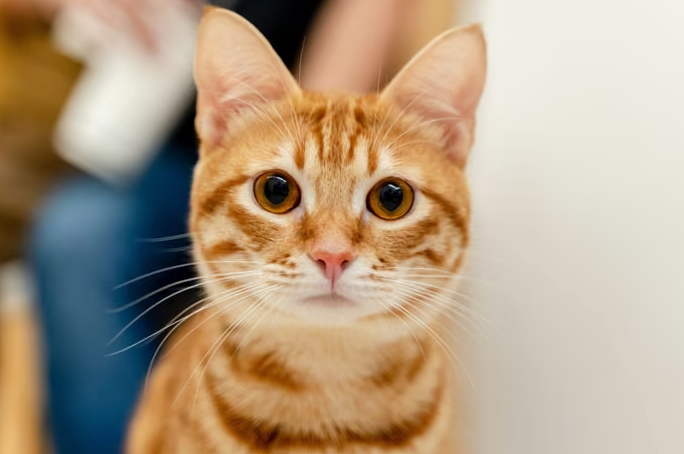 Ciencia revela misterios sobre el pelaje naranja de los gatos