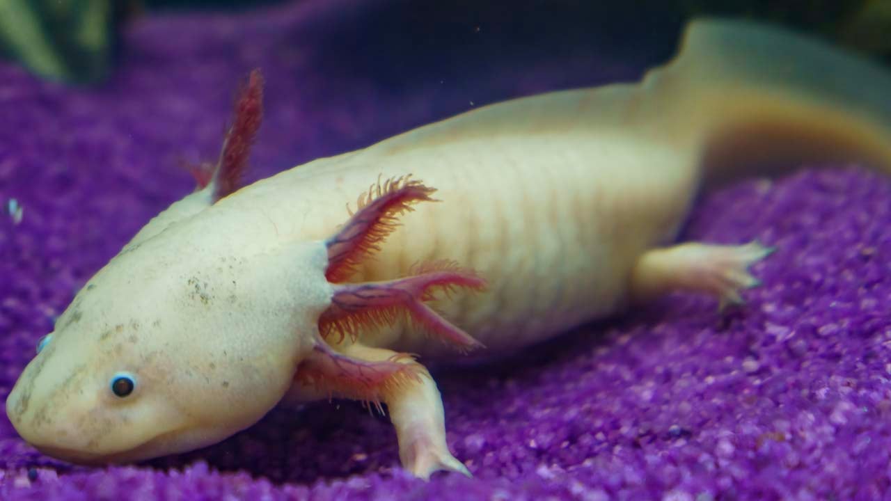 Estudiar al ajolote y su capacidad de regeneración ayudaría a los humanos a tener mejor calidad de vida