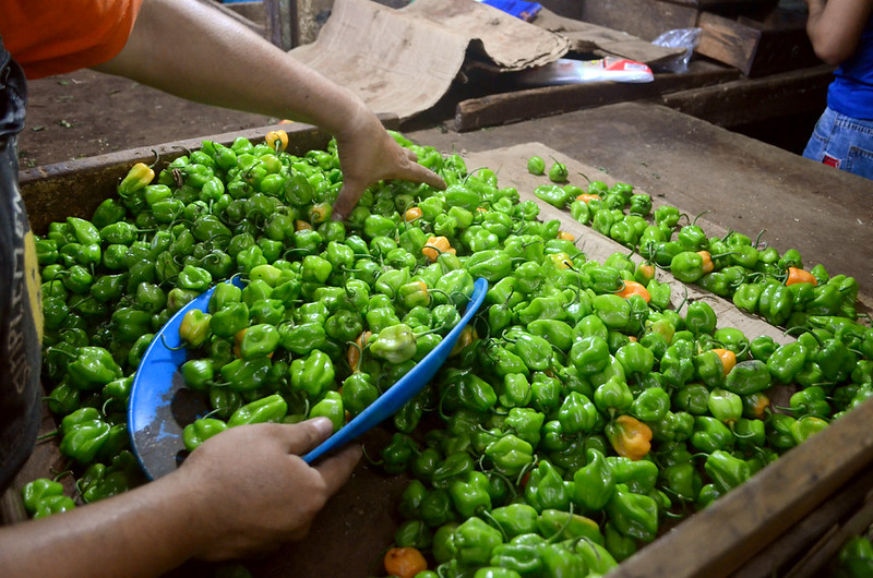 Elaboran nuevos antibióticos con veneno de alacrán y chile habanero; investigadora del CICY colabora en hallazgo