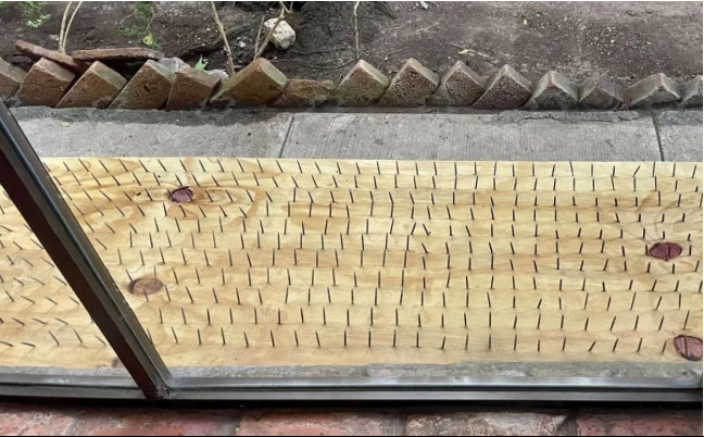 Denuncian ante Profepa tablas con clavos para ahuyentar osos en San Pedro, Nuevo León