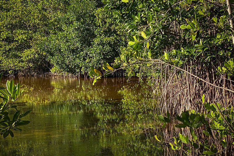 México perdió más de 27 mil hectáreas de manglar en cinco años: Campeche, QRoo y Yucatán, entre los más afectados