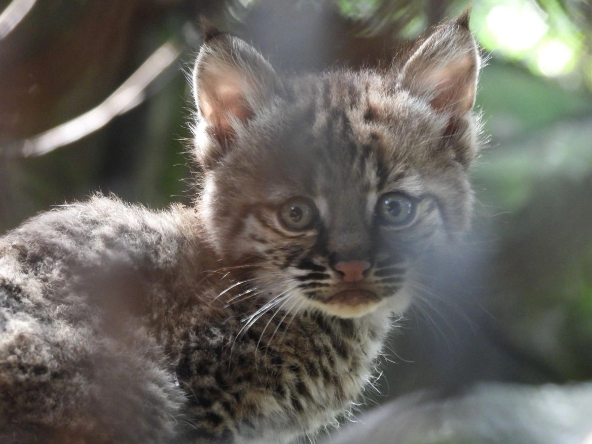 Zoológico Chapultepec registra por primera vez el nacimiento de un lince rojo