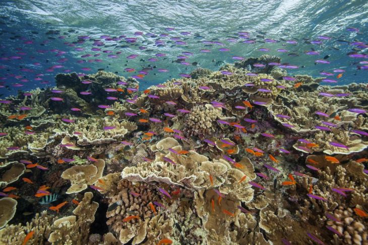 The Mayan Day – The Great Barrier Reef suffers new widespread bleaching