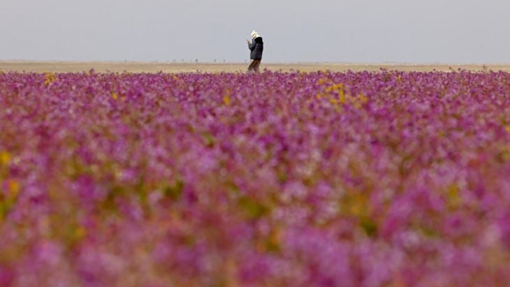 La Jornada Maya | Internacional | Afp | ¡Paraíso violeta! Un desierto lleno  de flores moradas en Arabia Saudita: Fotos