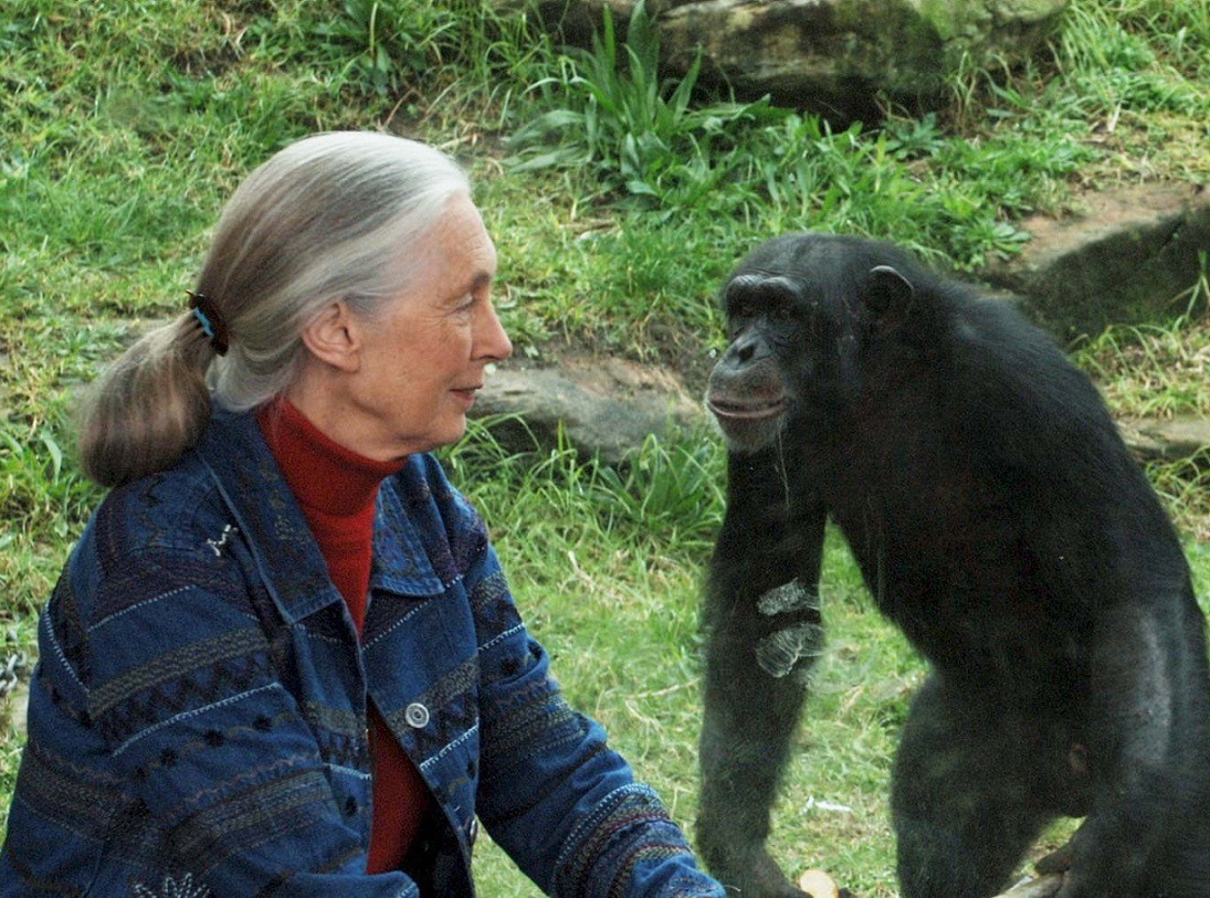 La Jornada Maya | Quốc tế | Efe | Jane Goodall là ai? Nhà nghiên cứu tập tính học người Anh đã dành cả cuộc đời để nghiên cứu tinh tinh