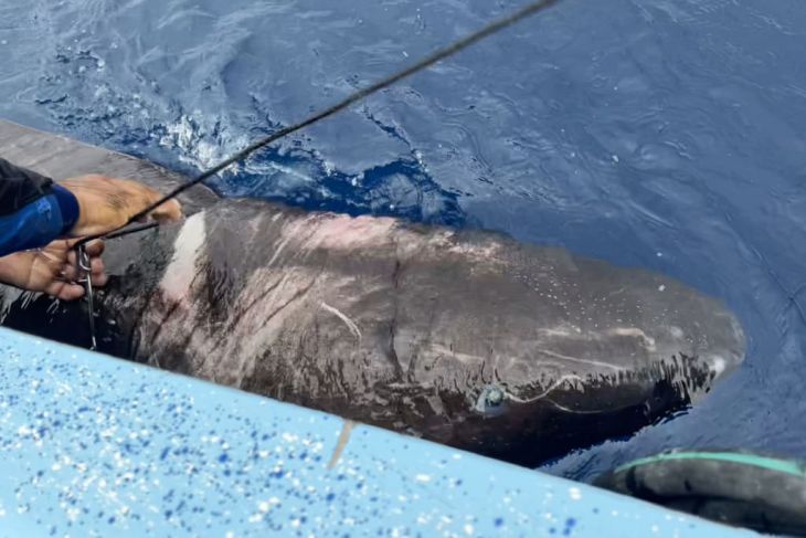 Greenland shark found in Belizean waters