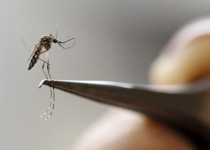 La Jornada Maya Internacional Efe Oms Recomienda La Primera Vacuna Contra El Dengue Cuya 3485