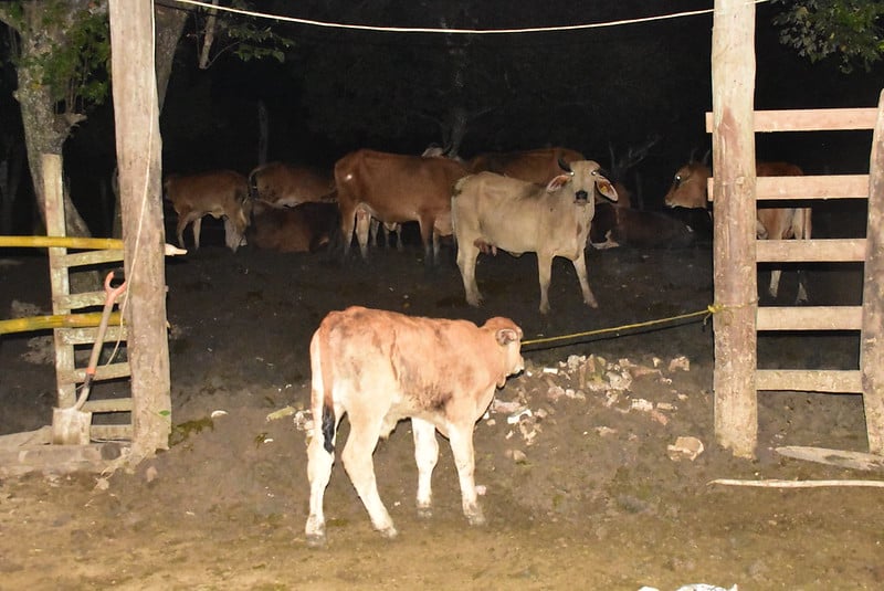 Cierre de frontera por gusano barrenador impulsa auge de carne de res en México y pesimismo en Texas