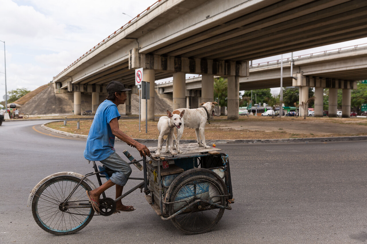Los perros nos acompañan desde hace 16 mil años: Esto revelan nuevos estudios
