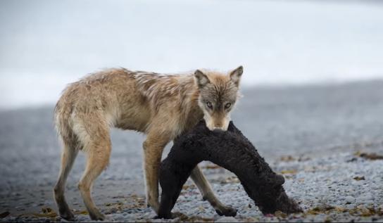 La Jornada Maya | Internacional | Astrid Sánchez | Registran por primera  vez a lobos comiendo principalmente nutrias marinas