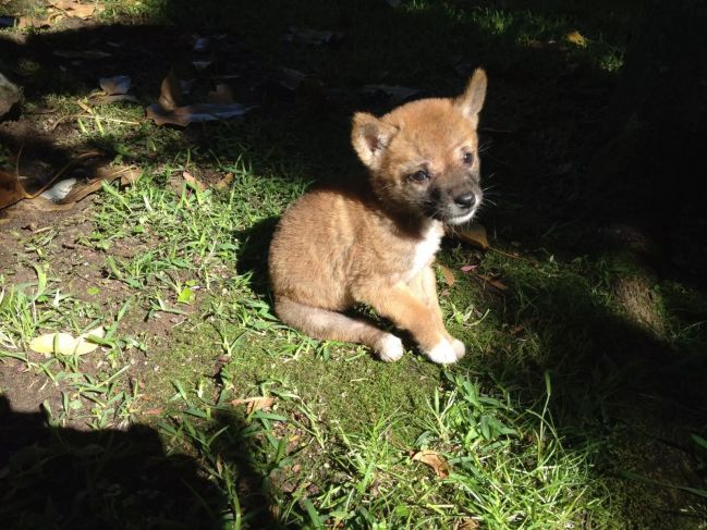 un dingo domesticado