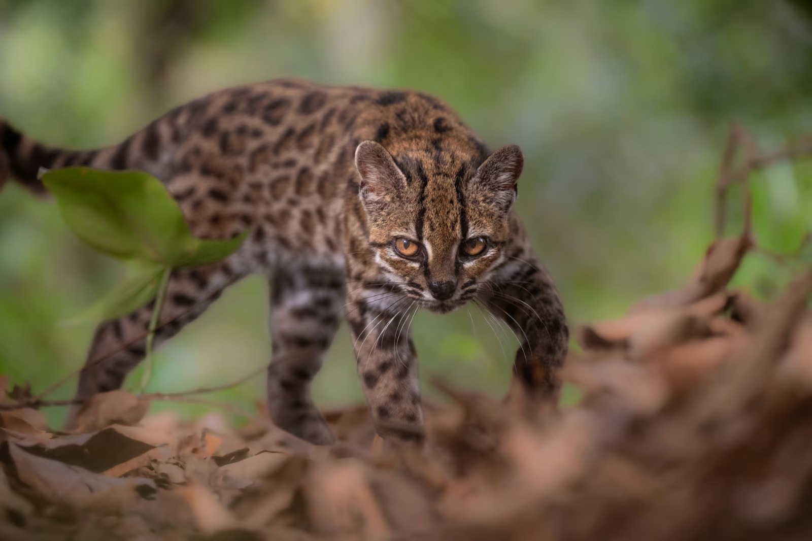 Gato Tilcayo: descubren nueva especie de felino en Bolivia; no ocurría desde hace 100 años