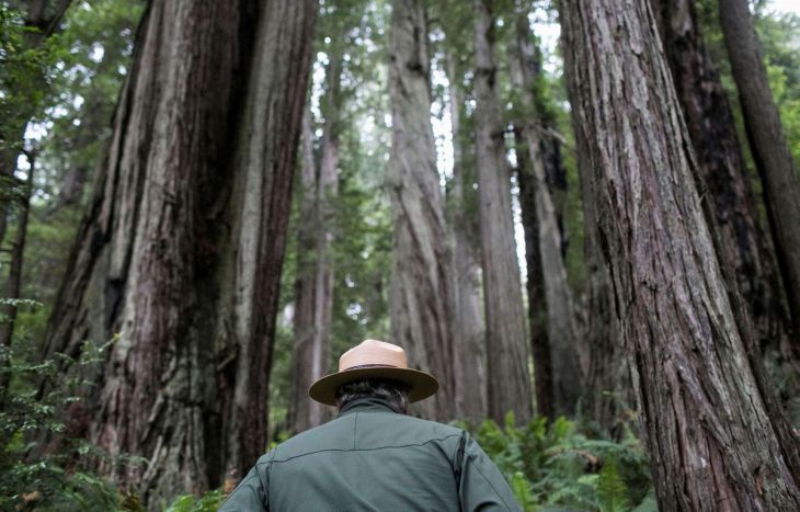 La Jornada Maya | Internacional | Reuters | ¿Cuántas especies de árboles hay  en el mundo? Científicos las cuentan