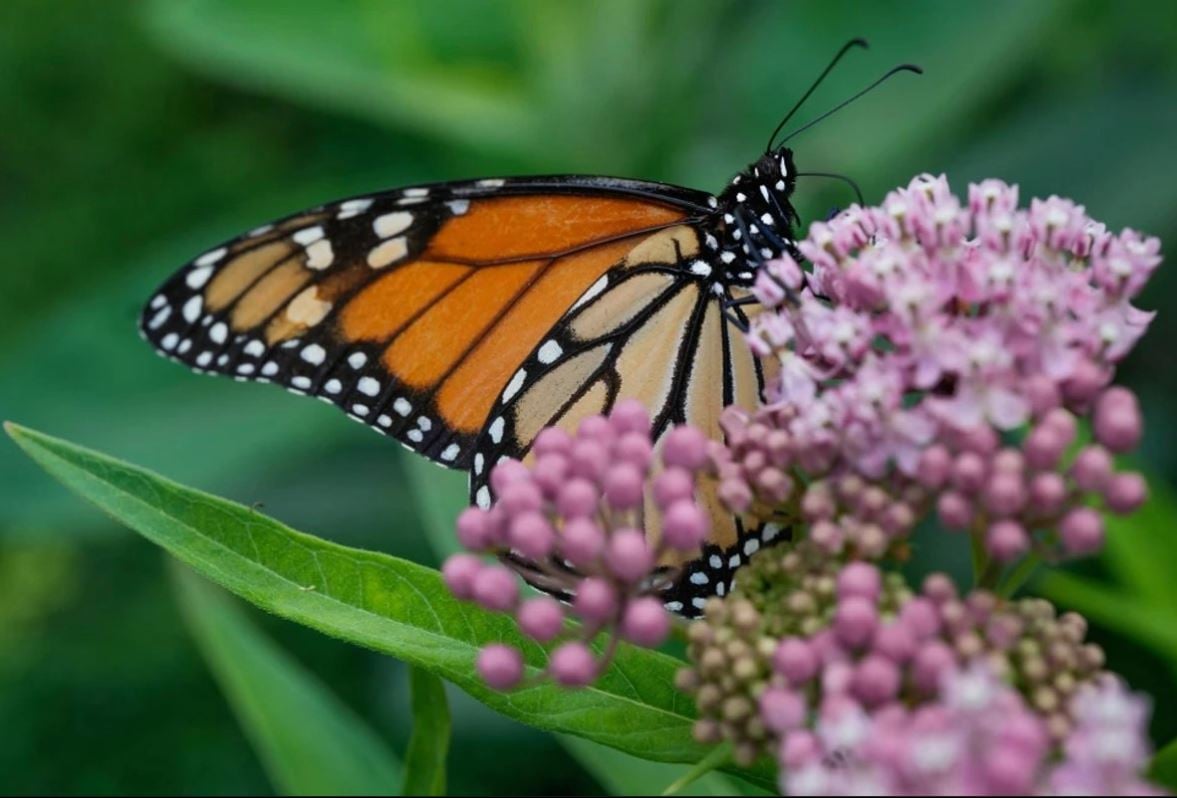 Gobierno de Trump posterga resolución sobre protección federal a la mariposa monarca