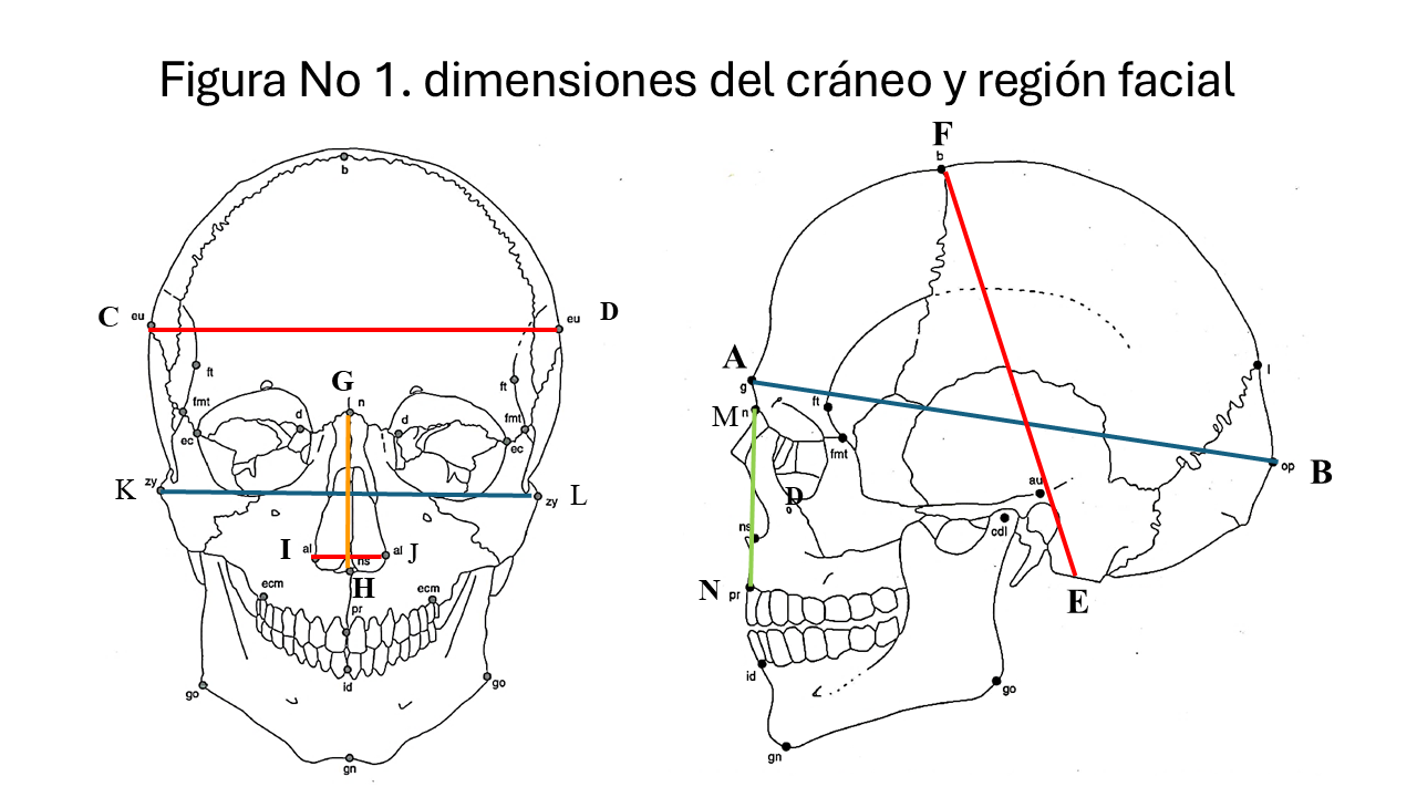 ¿A quién me parezco o cómo se heredan los rasgos faciales?