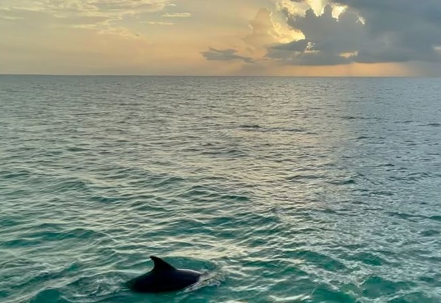 Hasta el próximo año, paraíso