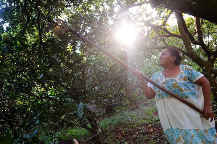 Mujeres en la agricultura, importante papel para la seguridad alimentaria