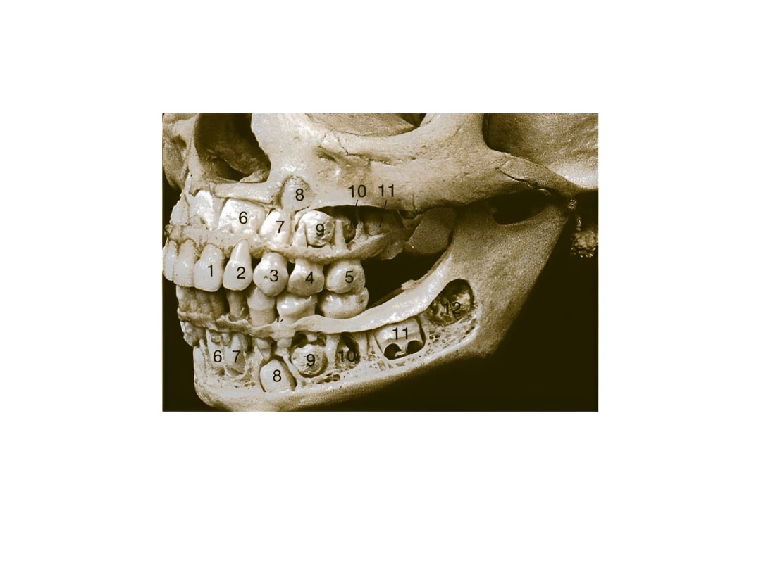 El desarrollo dental y la edad