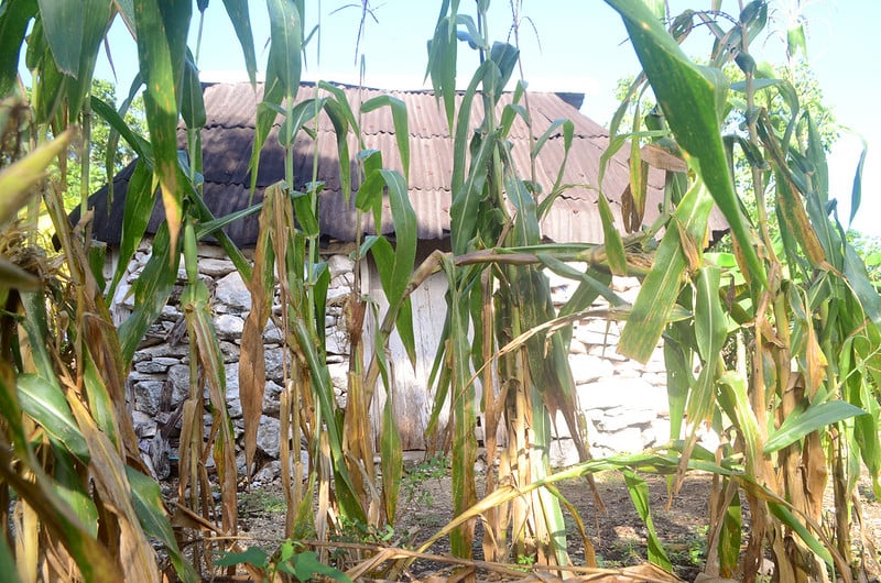 Revalorizan en Yucatán papel de la milpa maya en la seguridad alimentaria