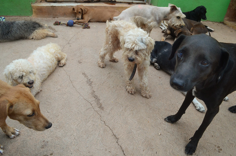 AME, nueva herramienta para encontrar mascotas perdidas en Mérida