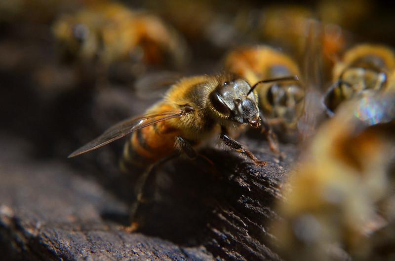 Aprueban Yucatán ley que protege a abejas y su medio ambiente