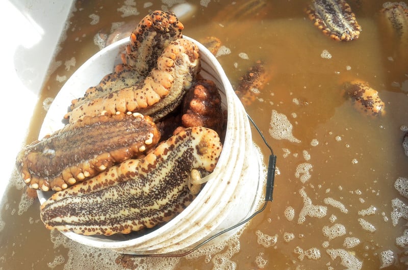 Dzilam y los pepinos