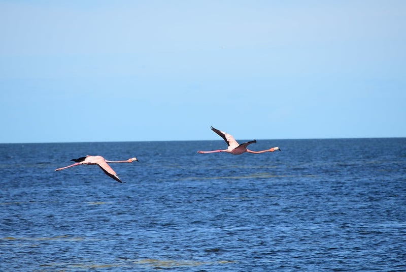 Alcalde de Celestún niega venta irregular de terrenos en la zona de manglar