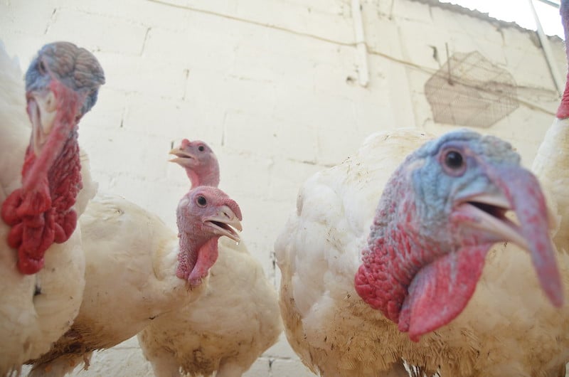 Expendedores de aves de corral esperan incremento en sus ventas en Carmen
