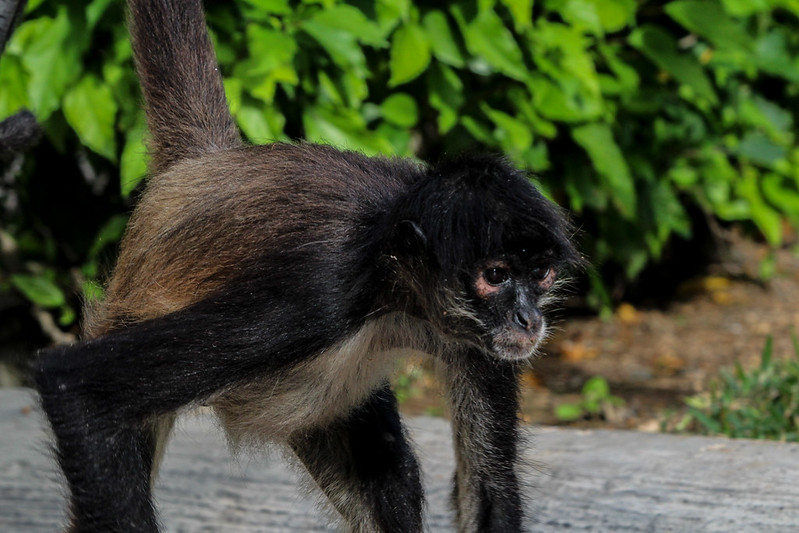 La península de Yucatán está perdiendo especies de fauna en peligro de extinción: ambientalista
