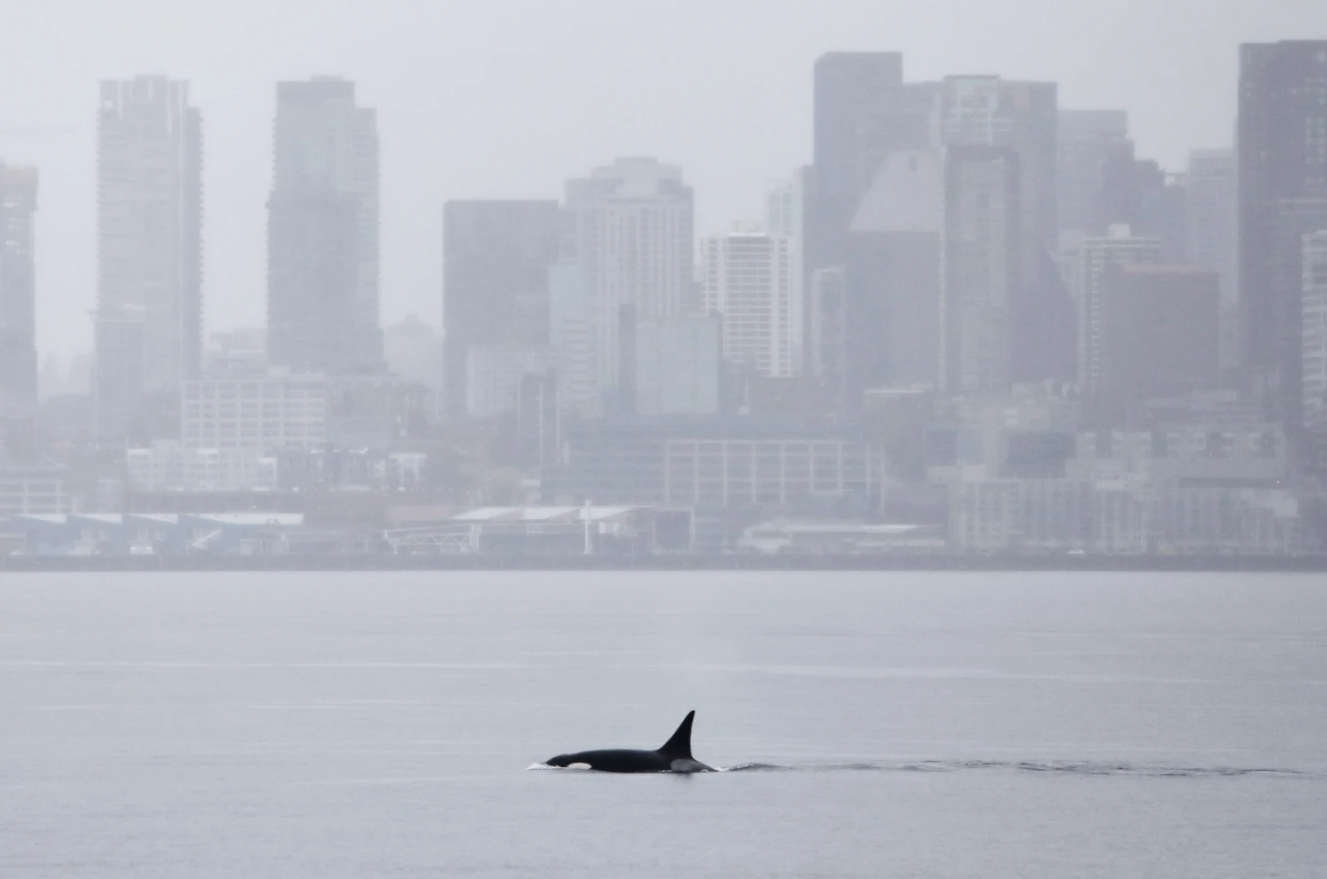 EU: Orcas nunca antes vistas en Seattle deleitan a los observadores de ballenas con una visita