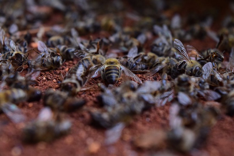 SCJN aún no notifica a Semabicce resolución a favor de abejas mayas en Campeche