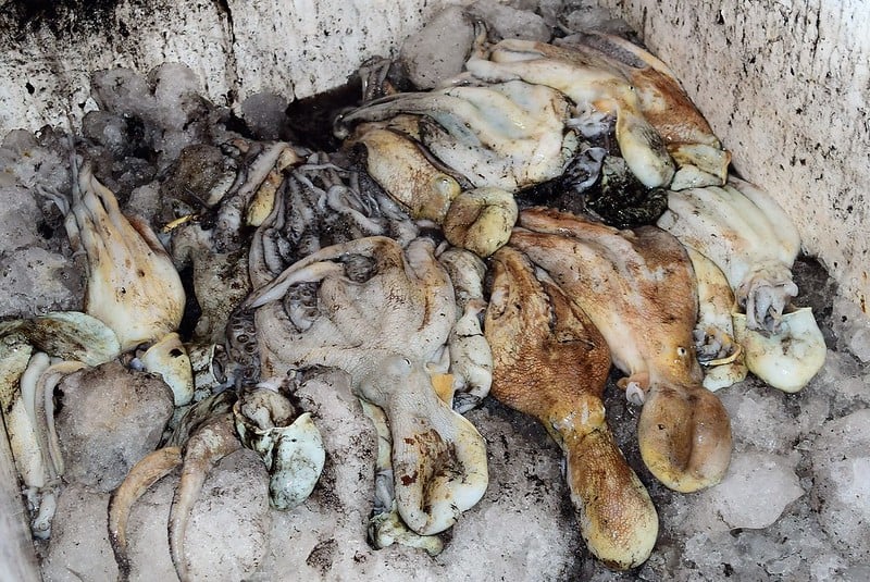 Pescadores de Campeche ''salen a tablas'' durante temporada de captura de pulpo maya