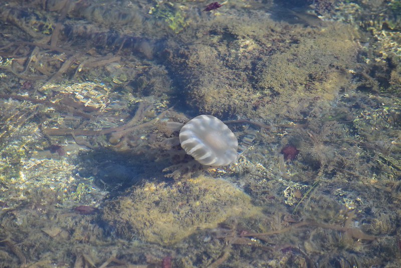 Colocan alertas por avistamiento de medusas 'agua mala' en Carmen