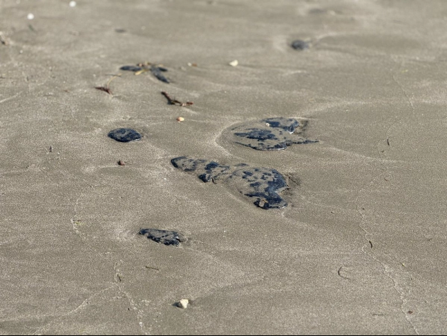 Derrame de hidrocarburo en Veracruz proviene de barco de una petrolera privada en Tabasco, informa Nahle