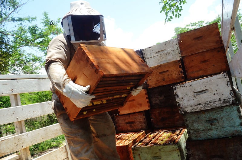 Congreso de Yucatán aprueba endurecer sanciones contra abigeato