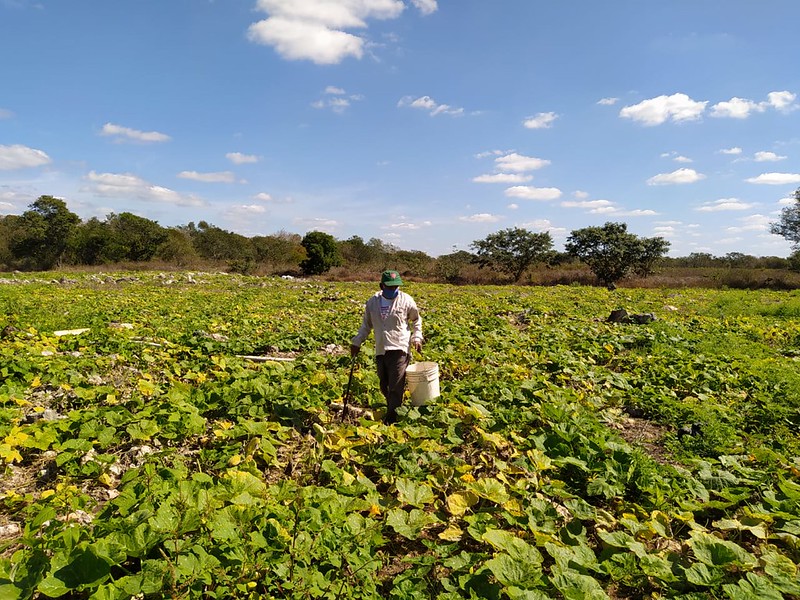 ¿A quién beneficia la falta de un código de procedimientos agrarios?