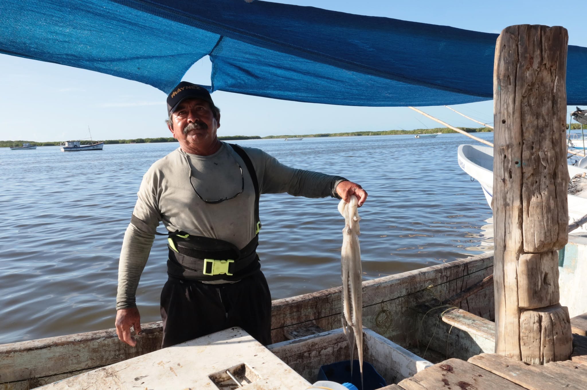 Pesca de pulpo inicia entre incertidumbre por efectos del clima en Yucatán