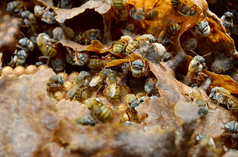 La batalla por las abejas llega a la Suprema Corte: buscan reconocerlas como seres con derechos