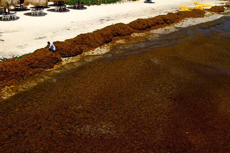 Quintana Roo comparte con 30 países estrategias para enfrentar el sargazo